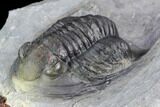 Cornuproetus Trilobite - Fine Preparation #105153-3